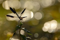 Motylice leskla - Calopteryx splendens - Banded Demoiselle 2446